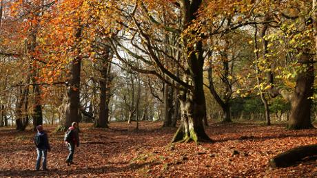 Kings Wood in Autumn